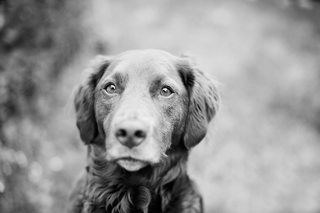 Chicago Pet photographer in fine art black and white